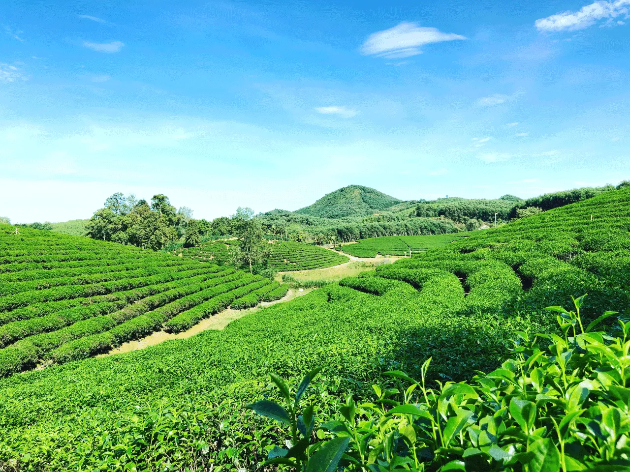 Đồi chè Thanh Chương