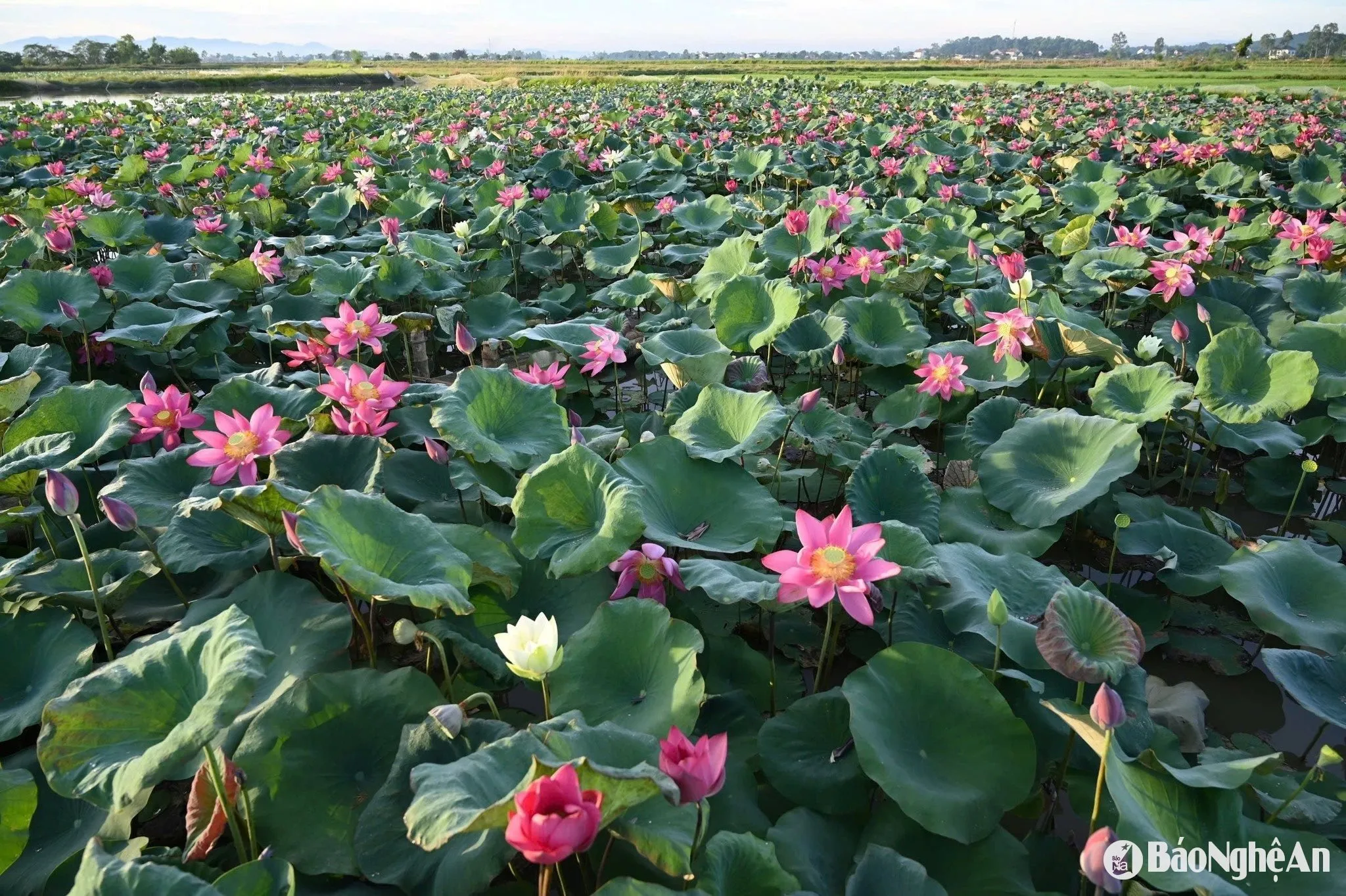 Đánh thức tiềm năng du lịch từ sản vật quê Bác