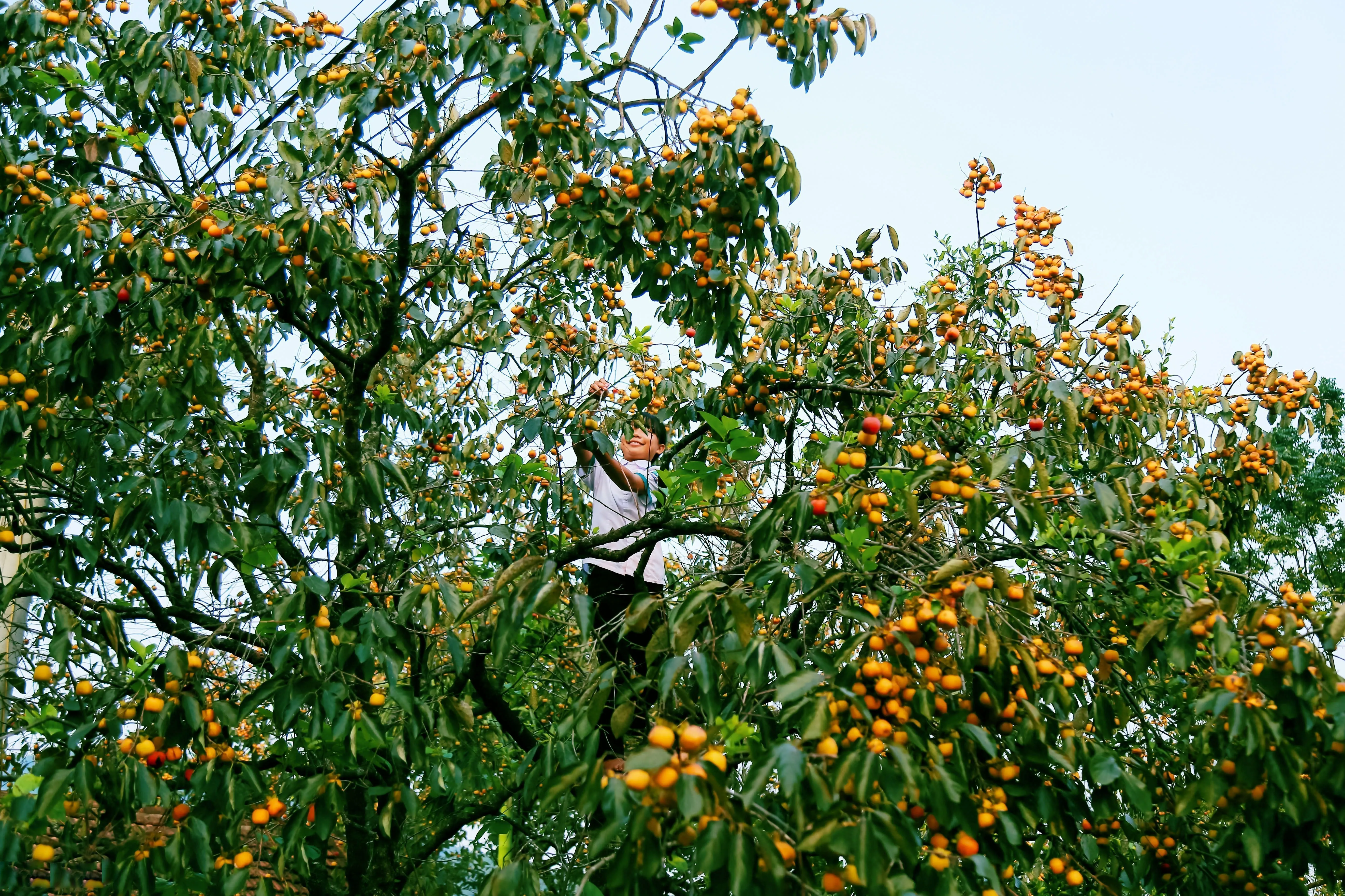 Lạc vào vườn hồng đẹp như tranh ở Nam Đàn