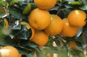 Đặc sản cam Xã Đoài