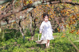 Lạc vào vườn hồng đẹp như tranh ở Nam Đàn