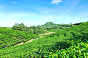 Đồi chè Thanh Chương
